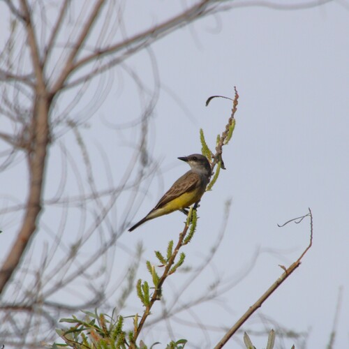 iNaturalist observation photo of Cassin's Kingbird