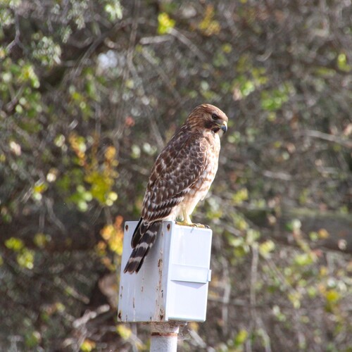 iNaturalist observation photo of Red-shouldered Hawk