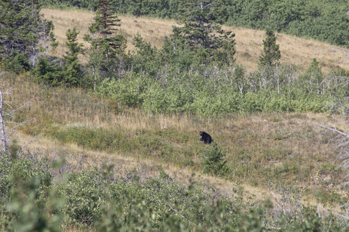 Black Bear