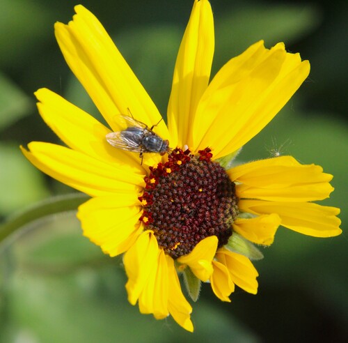iNaturalist observation photo of Common European Greenbottle Fly