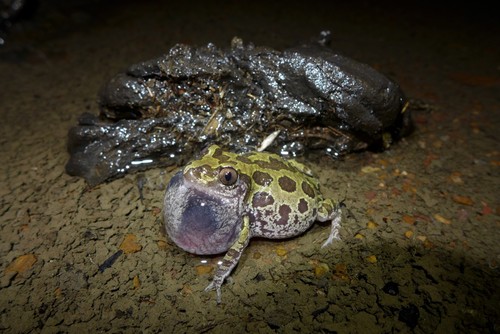 Senegal Running Frog