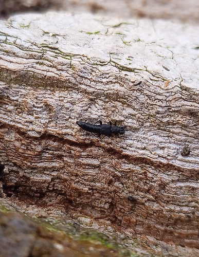 Stenus aterrimus