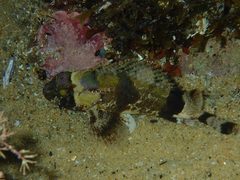 Centropogon australis