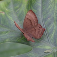 Abisara