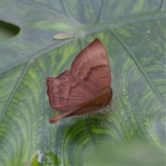 Abisara