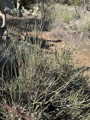 Ephedra antisyphilitica