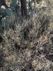 Ephedra antisyphilitica