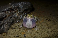 Kassina senegalensis