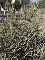 Ephedra antisyphilitica