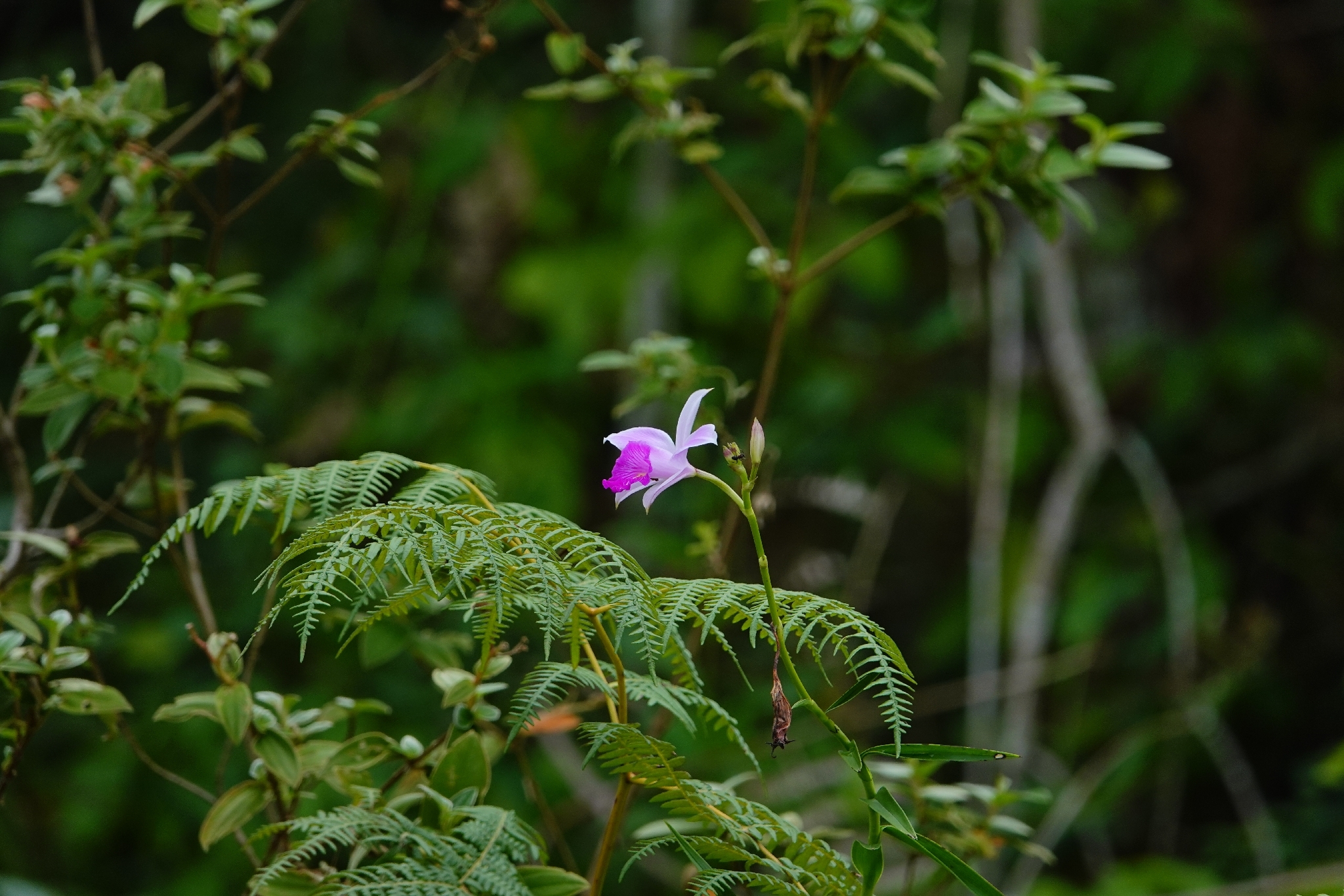 Arundina graminifolia