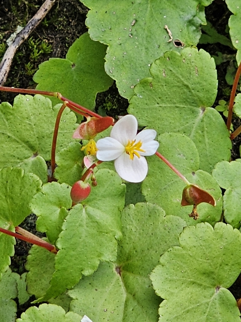 Begonia thyrsoidea