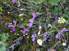 Oxytropis arctica arctica