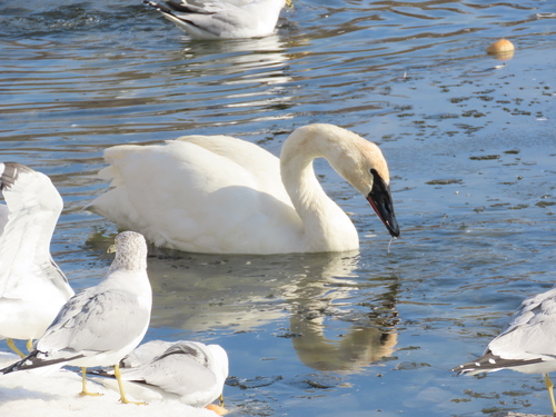 Trumpeter Swan