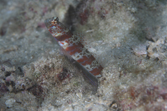 Amblyeleotris periophthalmus