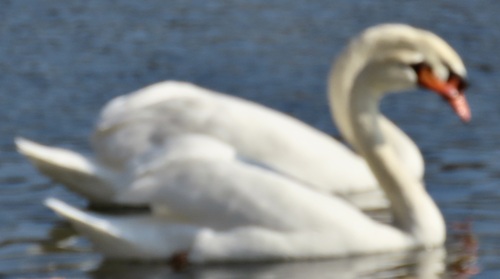 Mute Swan