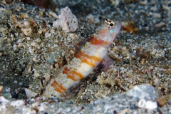 Amblyeleotris periophthalmus