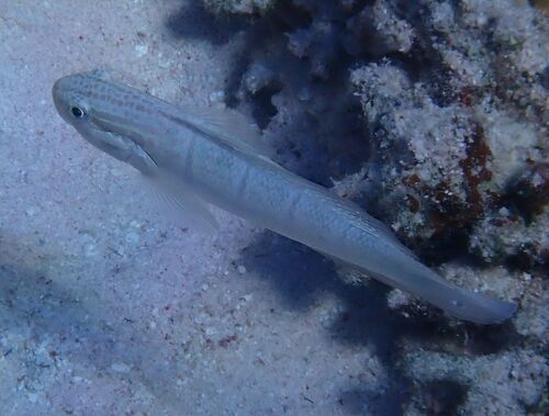 Butterfly goby (Amblygobius albimaculatus) — Gobiidae — 4