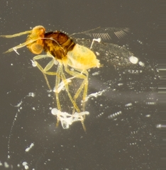 Coccophaginae