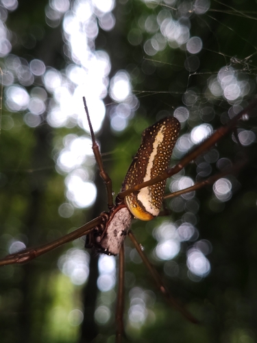Golden silk orbweaver