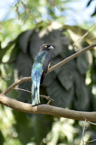 Citreoline Trogon (Trogon citreolus), photo 6
