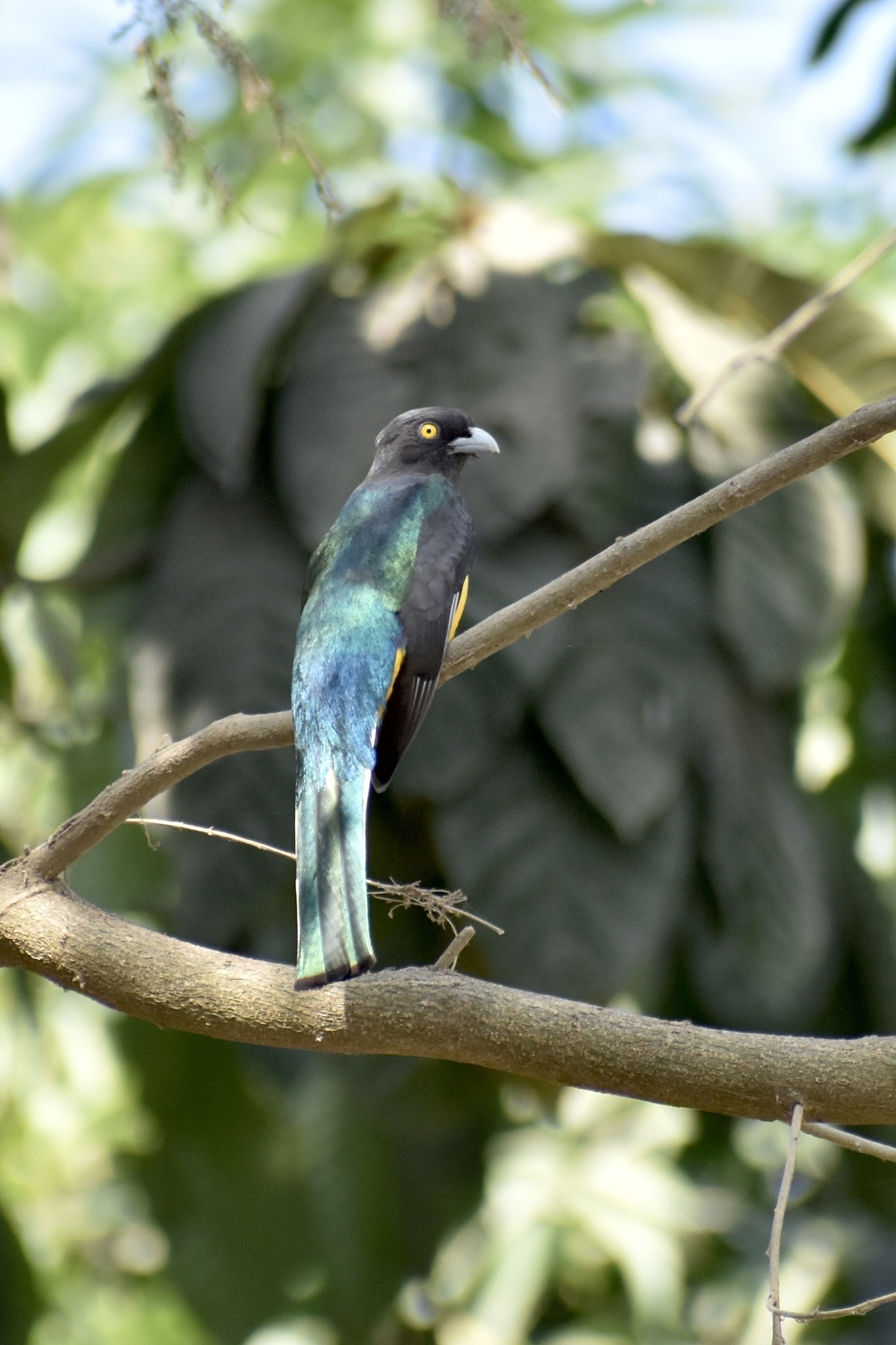 Citreoline Trogon (Trogon citreolus), photo 4