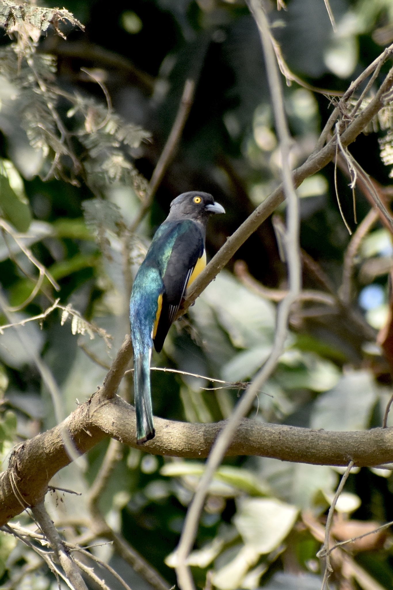 Citreoline Trogon (Trogon citreolus), photo 5