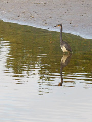 Egretta tricolor image
