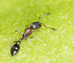 Cardiocondyla mauritanica