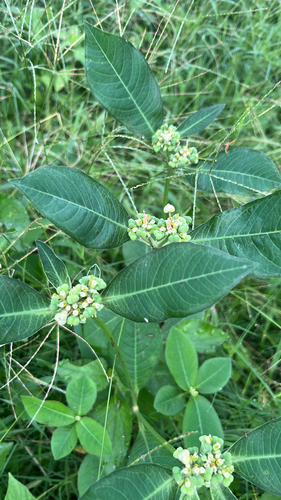 painted spurge