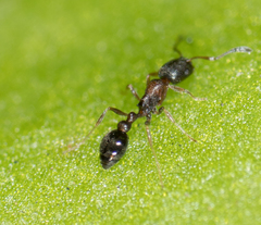 Cardiocondyla mauritanica