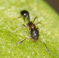 Cardiocondyla mauritanica