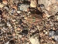 Acledra albocostata lueri