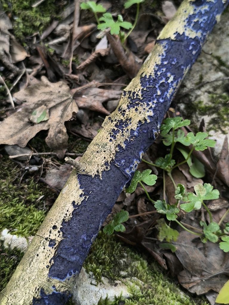 Terana coerulea · February 2026 · photo: © meaglinumut (iNaturalist, cc-by)