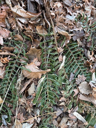 Thick-stemmed woodfern (Dryopteris crassirhizoma)