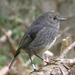 North Island Robin - Photo (c) 
Tony Wills, some rights reserved (CC BY-SA)