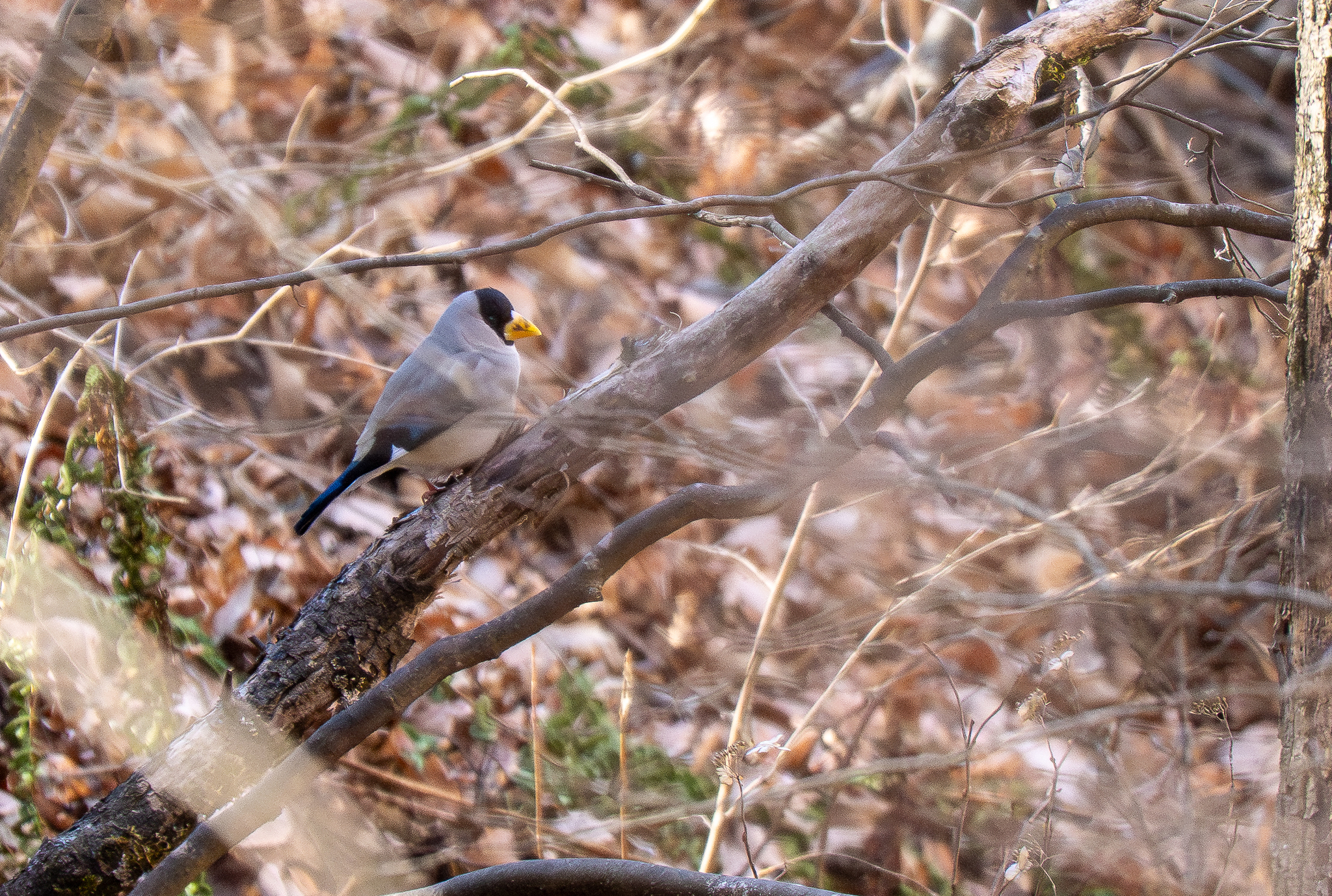 Japanese Grosbeak (Eophona personata), photo 4