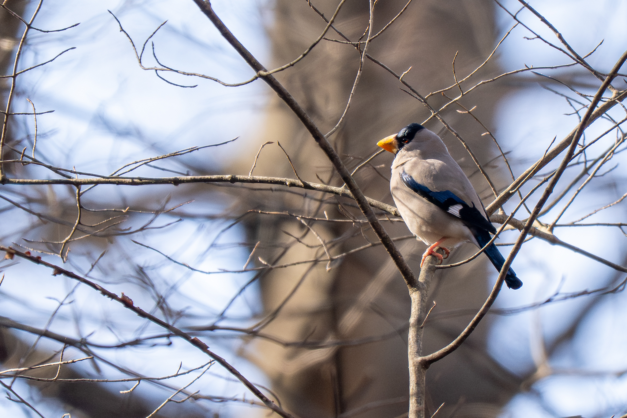 Japanese Grosbeak (Eophona personata), photo 3