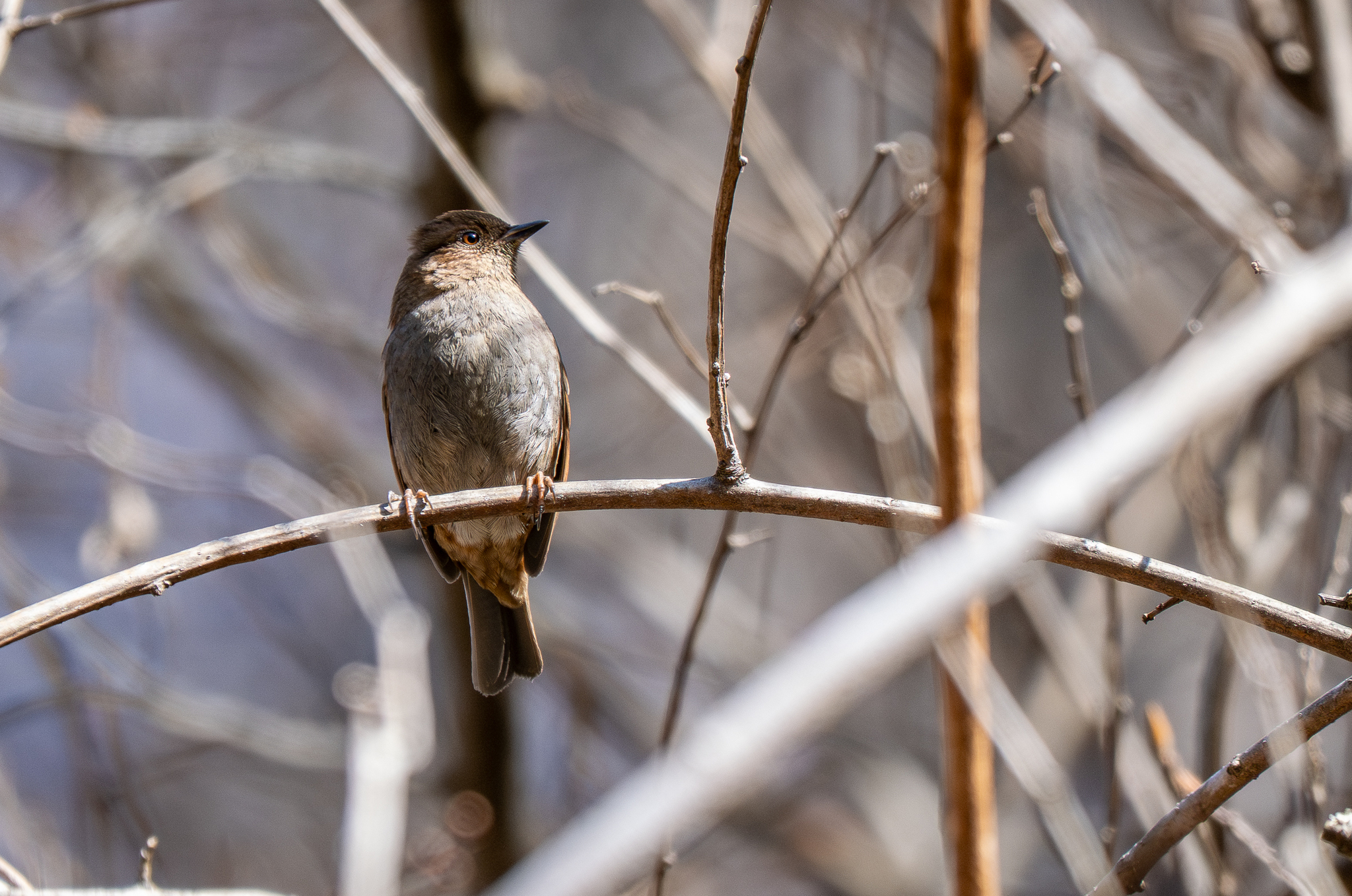 Japanese Accentor (Prunella rubida), photo 2