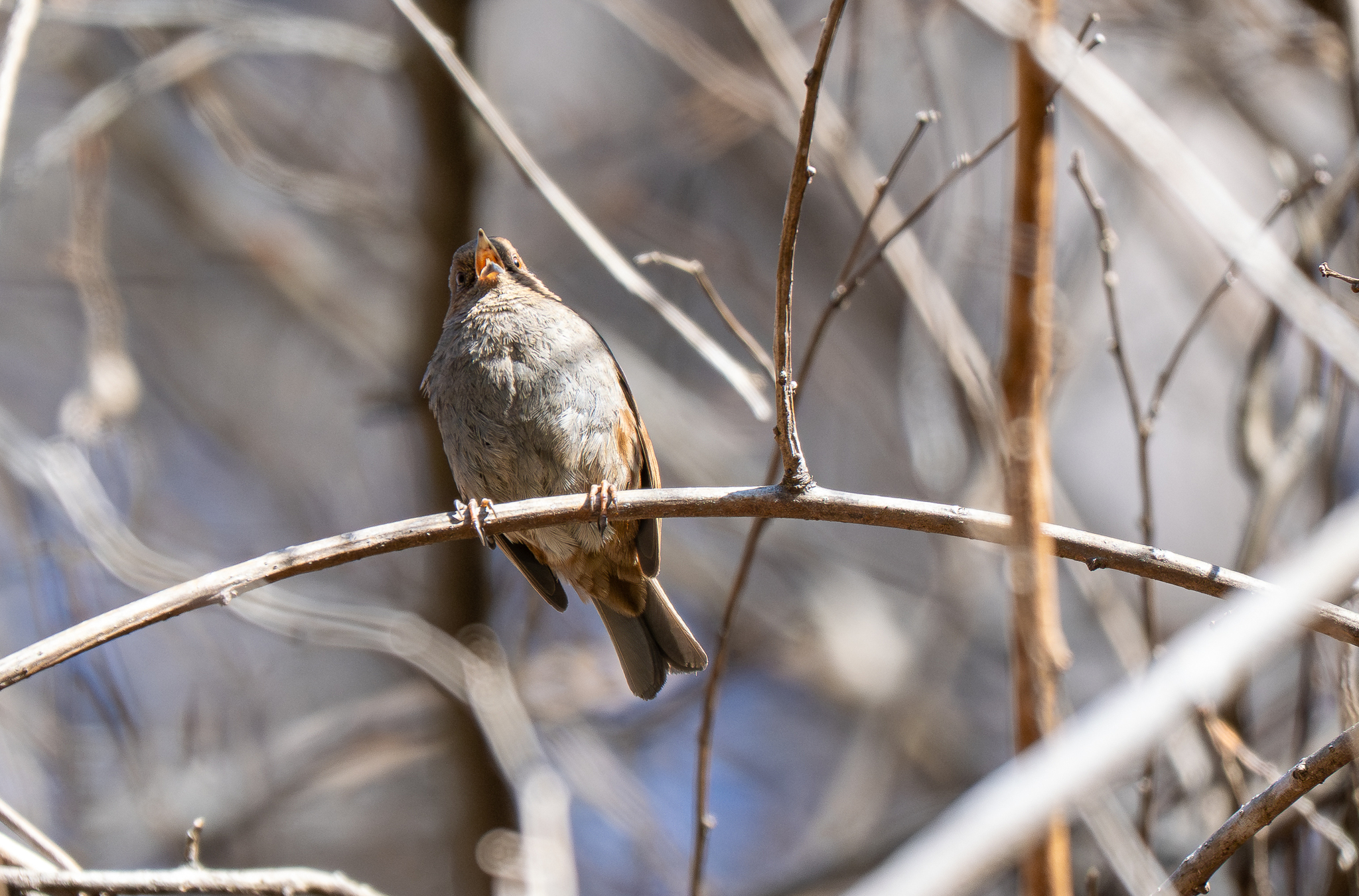 Japanese Accentor (Prunella rubida), photo 10