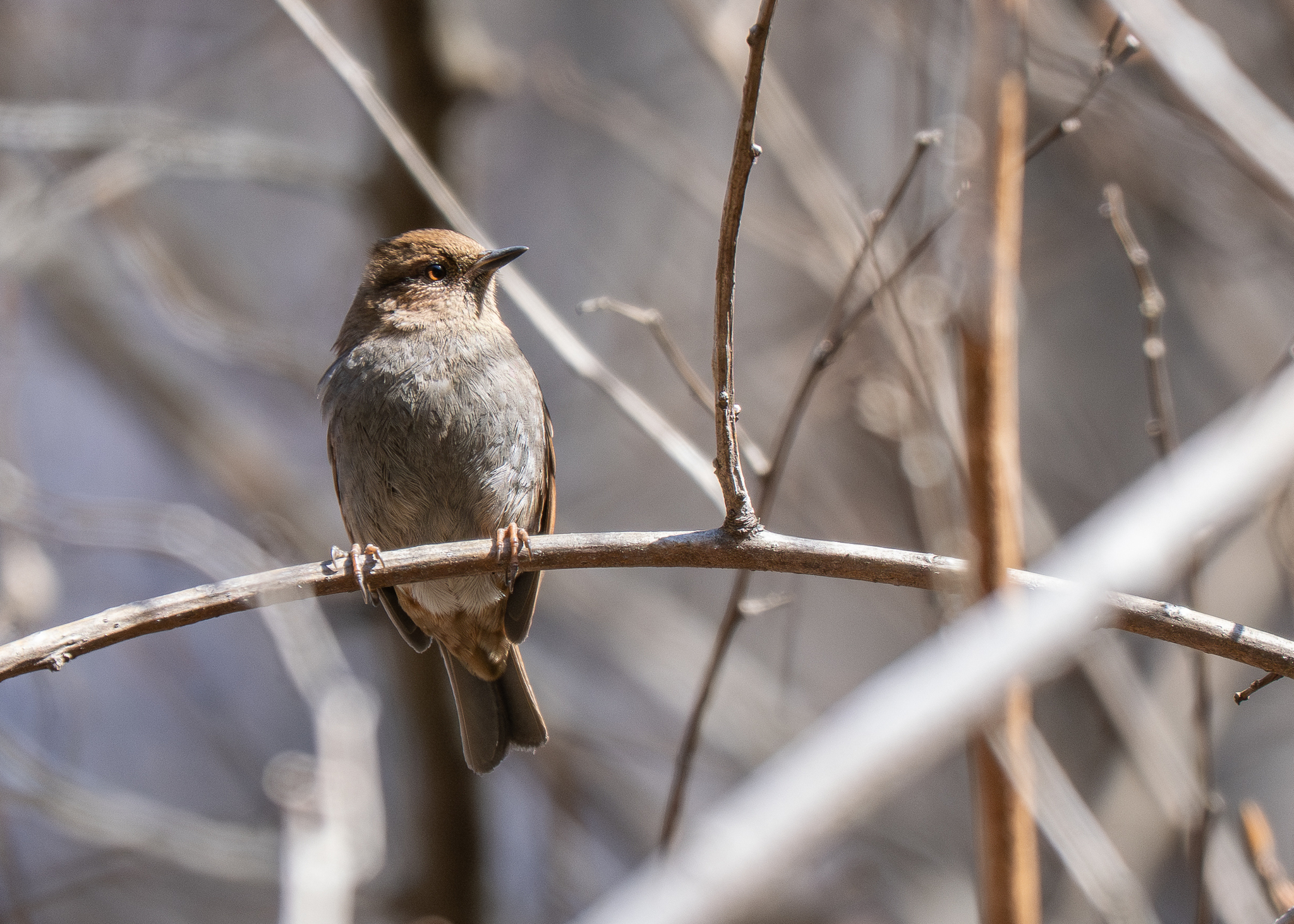 Japanese Accentor (Prunella rubida), photo 9