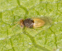 Coccophaginae