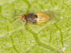 Coccophaginae