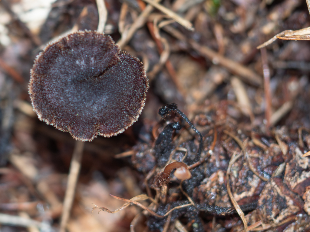 Auriscalpium vulgare · February 2026 · photo: © rainerburkard (iNaturalist, cc-by)