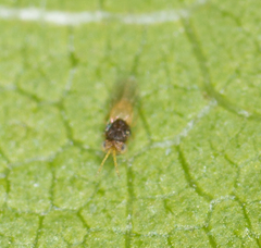 Coccophaginae