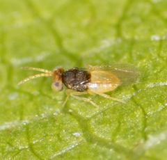 Coccophaginae
