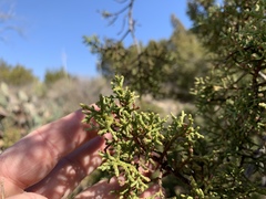 Juniperus pinchotii
