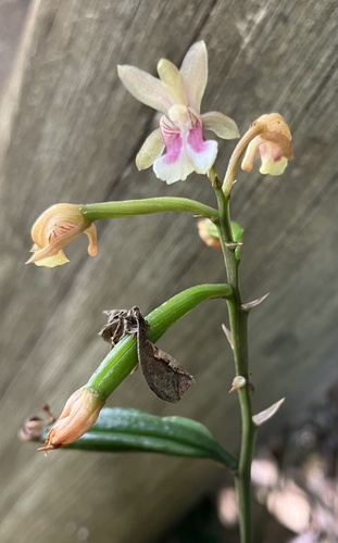 Eulophia maculata, photograph 4