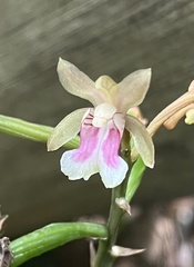 Eulophia maculata, photograph Mario Cohn-Haft, CC BY, iNaturalist via GBIF