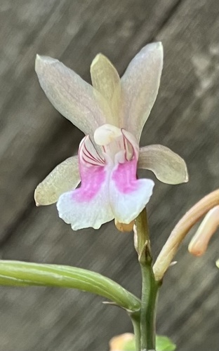 Eulophia maculata, photograph 2