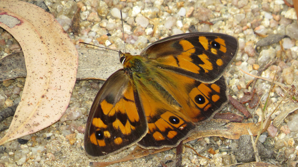 Shouldered Brown